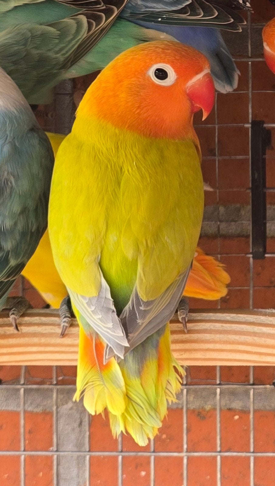 Groen Dilute Fischeri 2026, Dieren en Toebehoren, Geslacht onbekend, Dwergpapegaai of Agapornis, Geringd