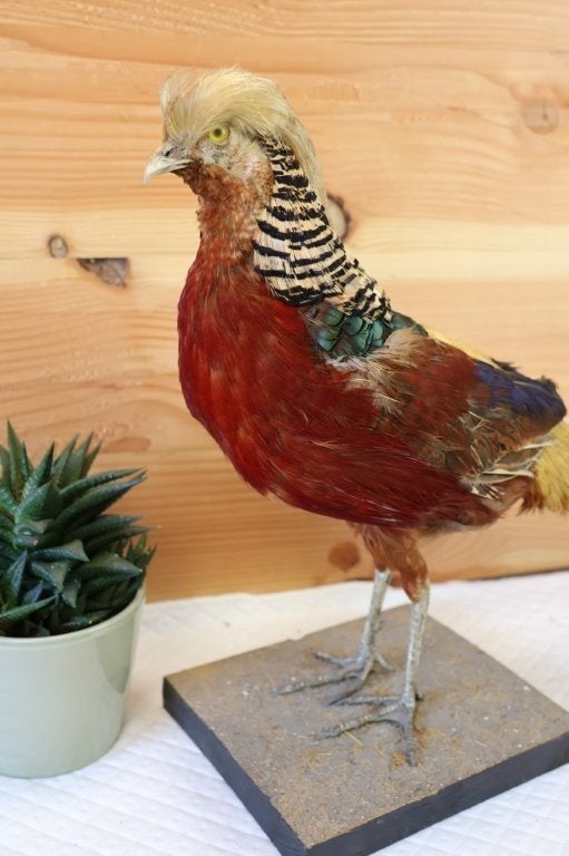 Taxidermie - opgezette fazant goudfazant, Collections, Collections Animaux, Enlèvement ou Envoi, Utilisé, Oiseaux, Animal empaillé
