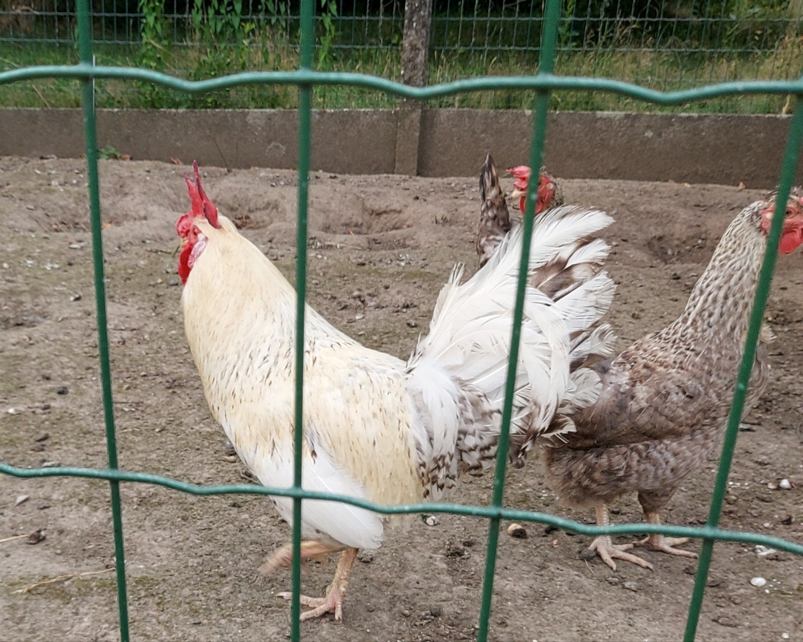 Cream legbar haan, Dieren en Toebehoren, Pluimvee