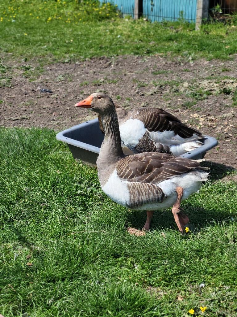 Oeufs d'oies flamanden fecondé, Sexe inconnu, Oie ou Cygne