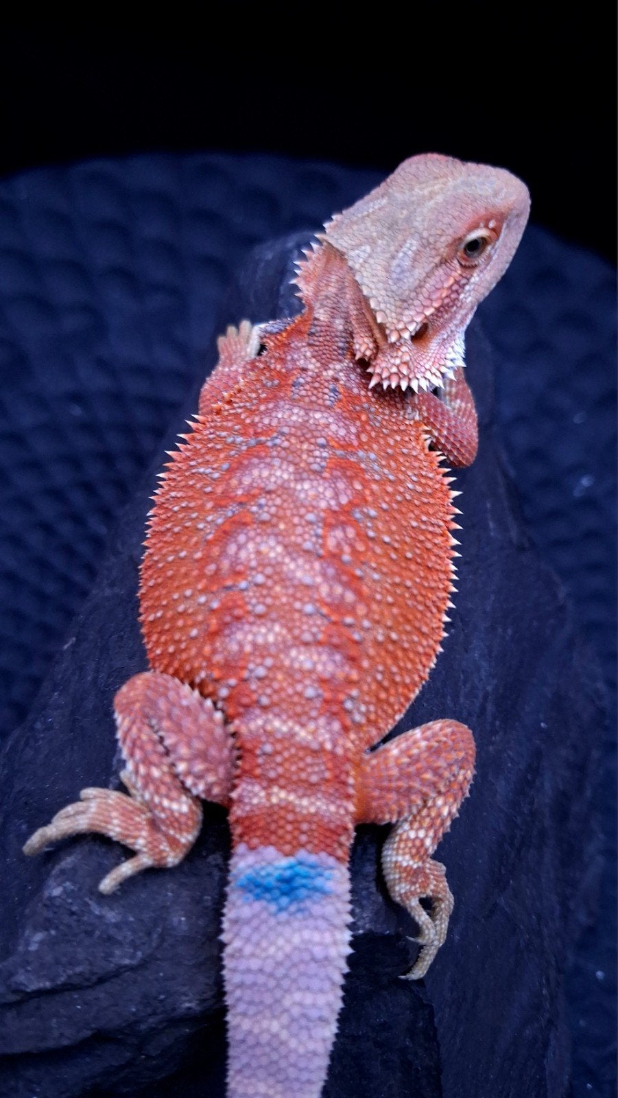 Red/Orange Hypo G-Stripe het. Trans/Witblits Baardagaam Man