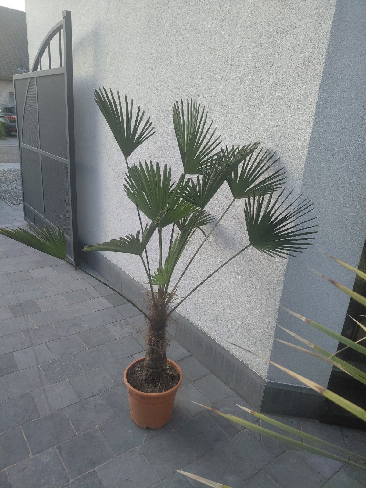 trachycarpus wagnerianus, Tuin en Terras, Planten | Bomen, Ophalen