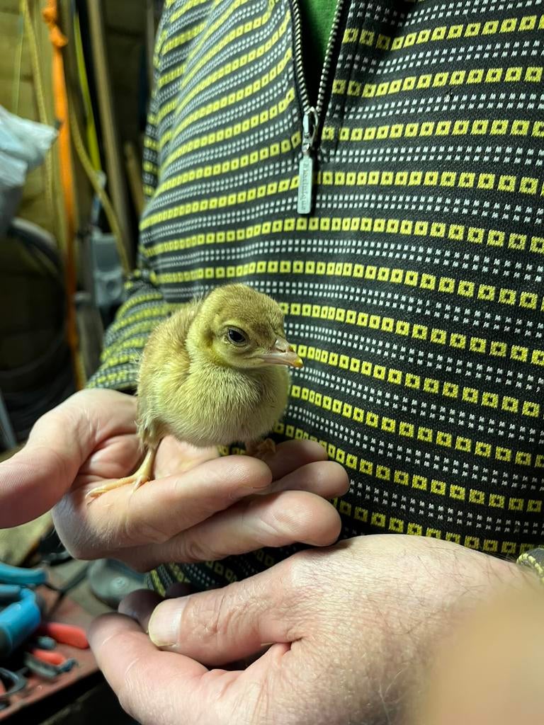 Violet pauw kuikens, Dieren en Toebehoren