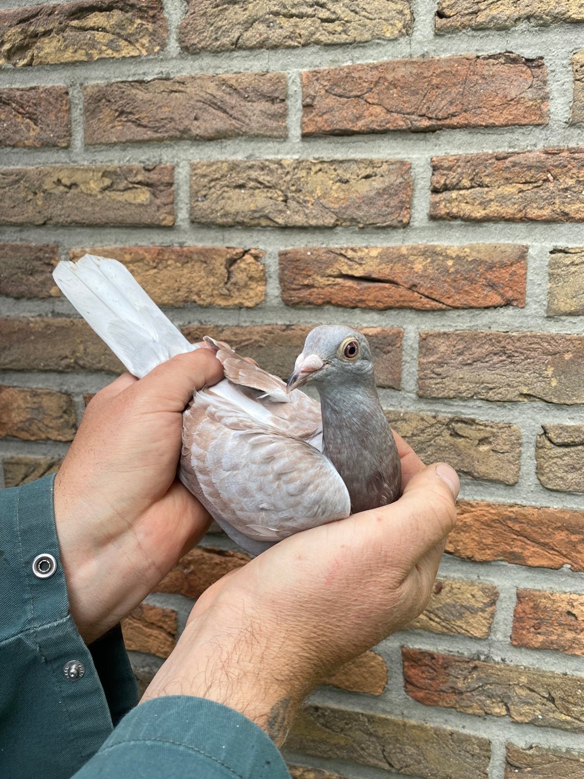 Jellema/ Ballmann Batenburg duivin, Dieren en Toebehoren, Vogels | Duiven, Vrouwelijk, Postduif