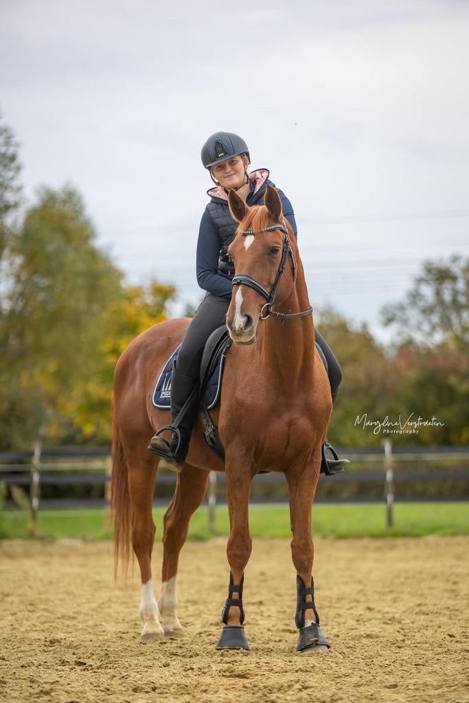 Hummer bwp ruin, Dieren en Toebehoren, Paarden, Ruin, L, 165 tot 170 cm, 11 jaar of ouder, Recreatiepaard, Met stamboom, Gechipt