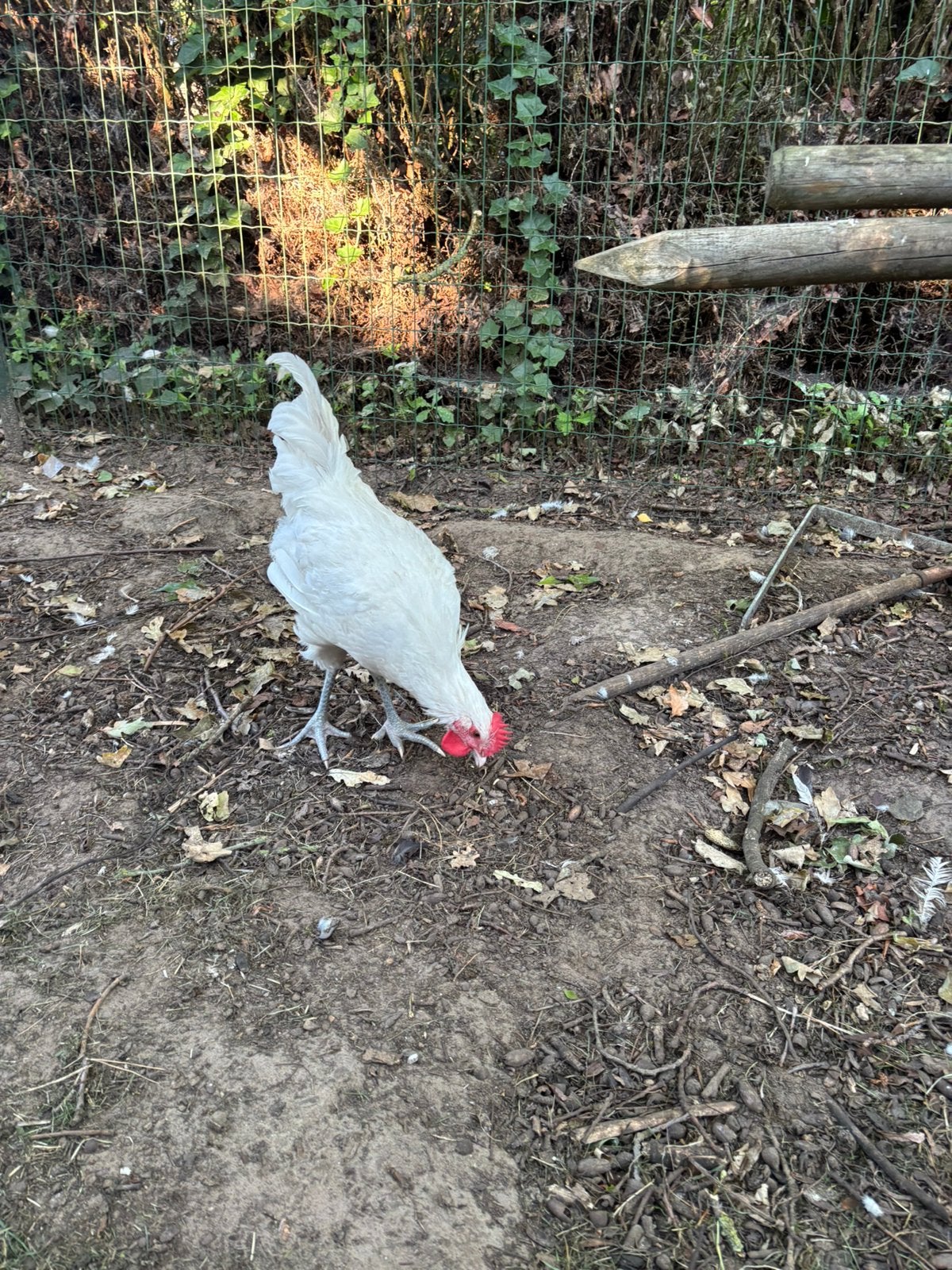 Haan poule de bresse, Dieren en Toebehoren