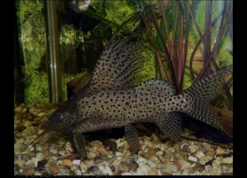 synodontis ( katvis) Onmiddelijk Gratis op te halen, Dieren en Toebehoren, Vissen | Aquariumvissen