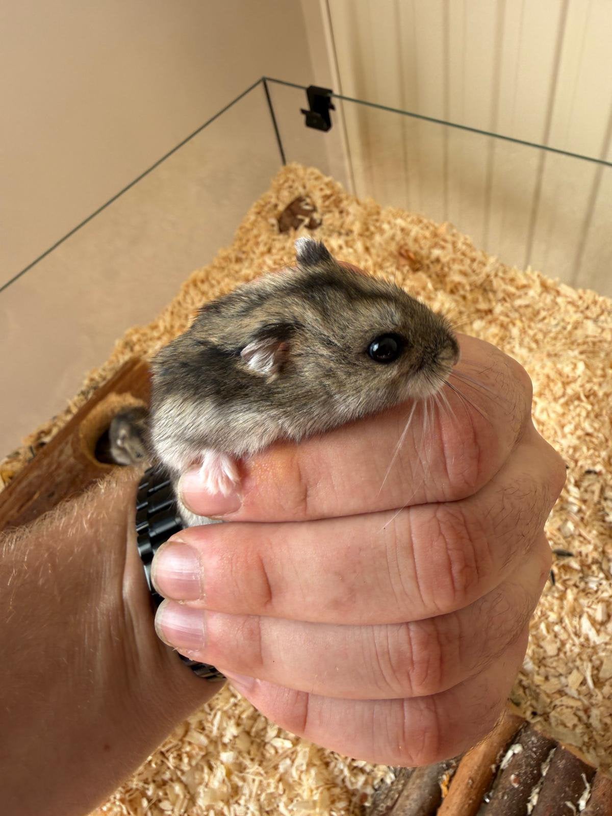 Twee Hamsters te koop, Dieren en Toebehoren, Hamster, Augustus, Vrouwelijk, Tam