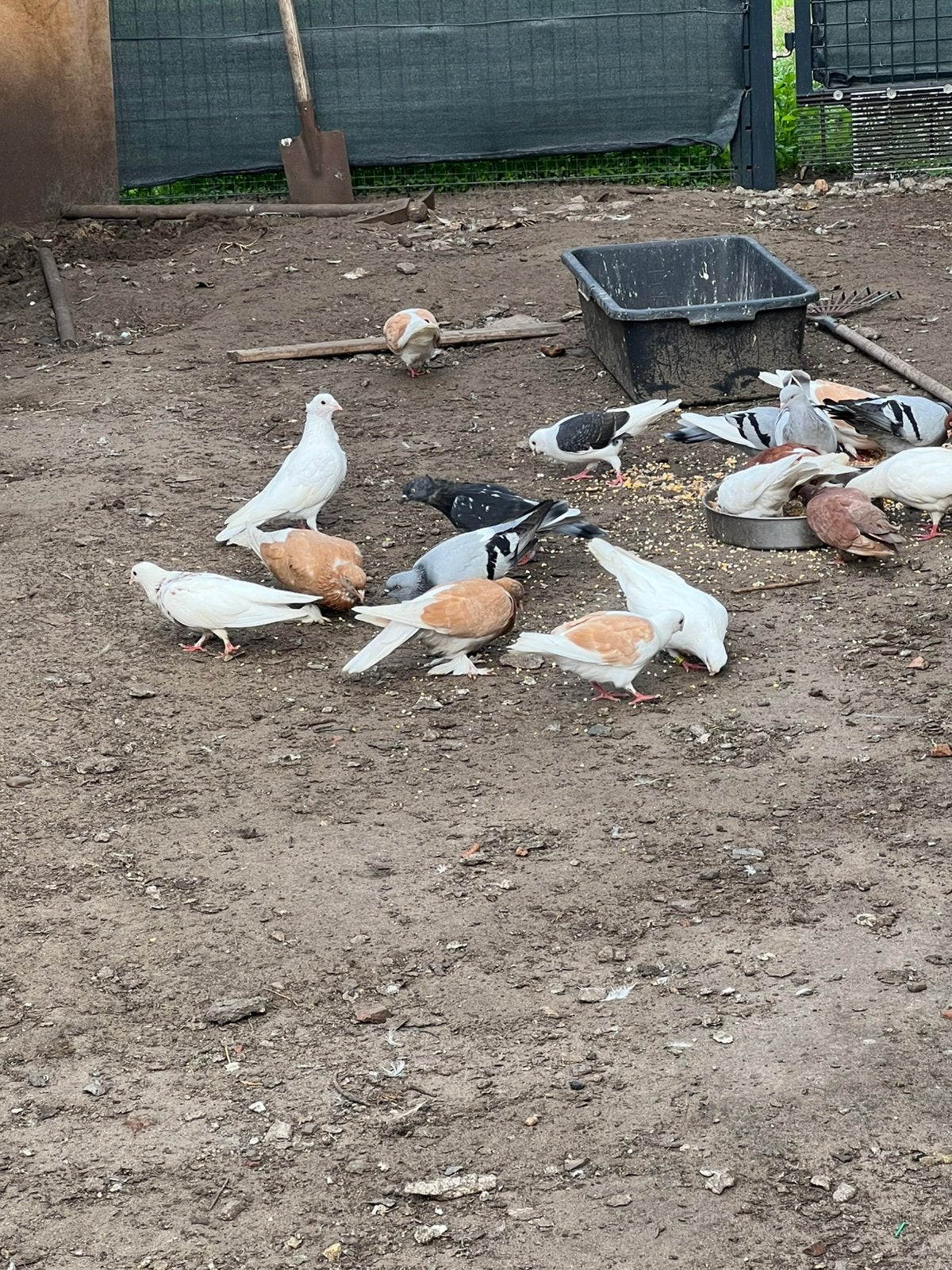 Een gevarieerde selectie duif-, Dieren en Toebehoren