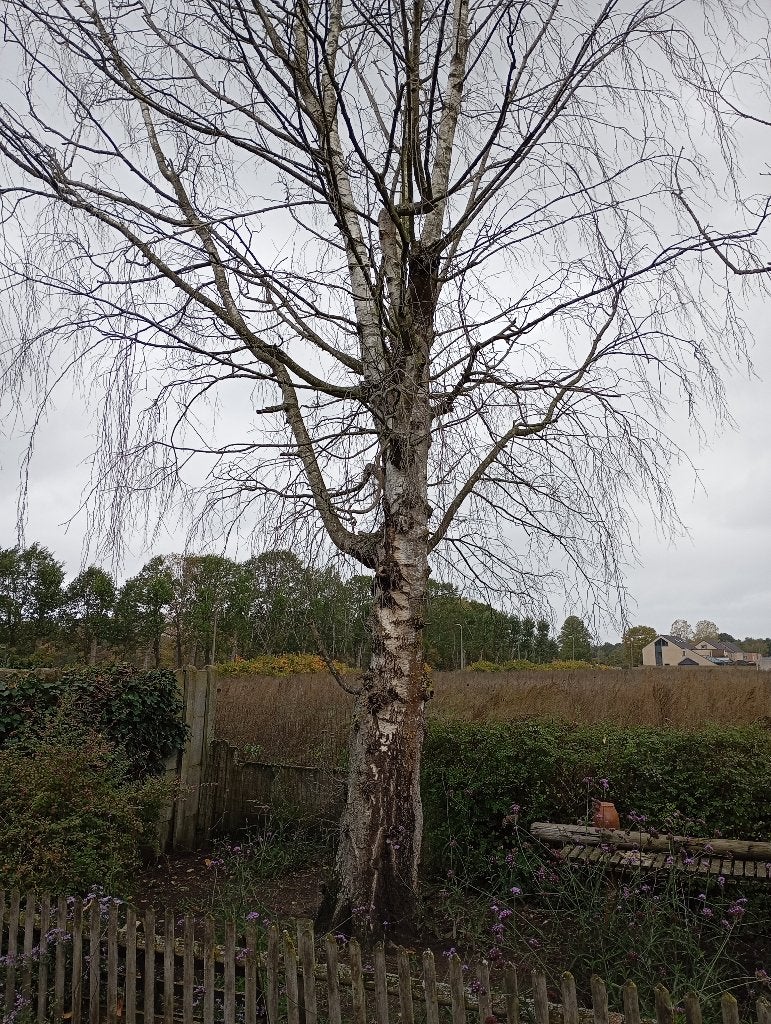 Gratis brandhout (3 bomen), Ophalen, Berkenhout, Stammen
