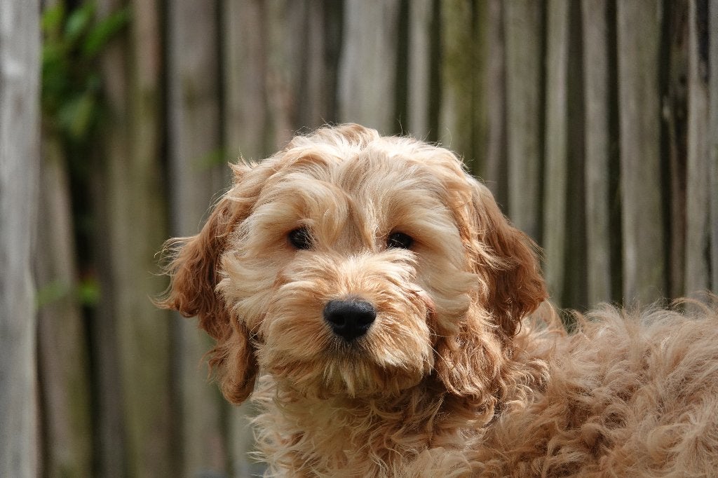 Magnifiques chiots Cockapoo (abricot et abricot/rouge), Animaux & Accessoires, Chiens | Sans pedigree, 15 semaines à 1 an, Éleveur | Professionnel