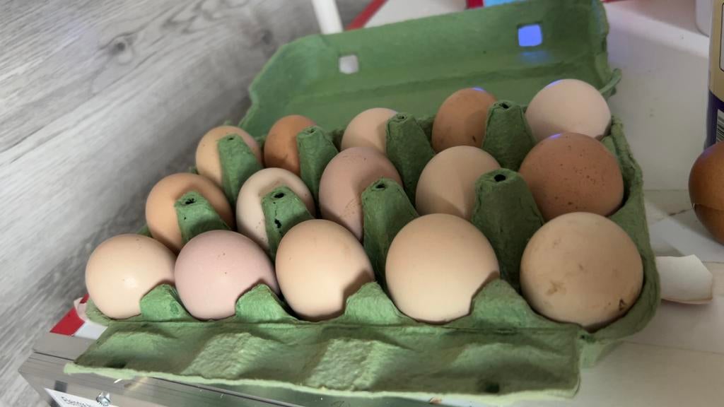 Oeuf et poussins Brahma LILLE, Février, Plusieurs animaux