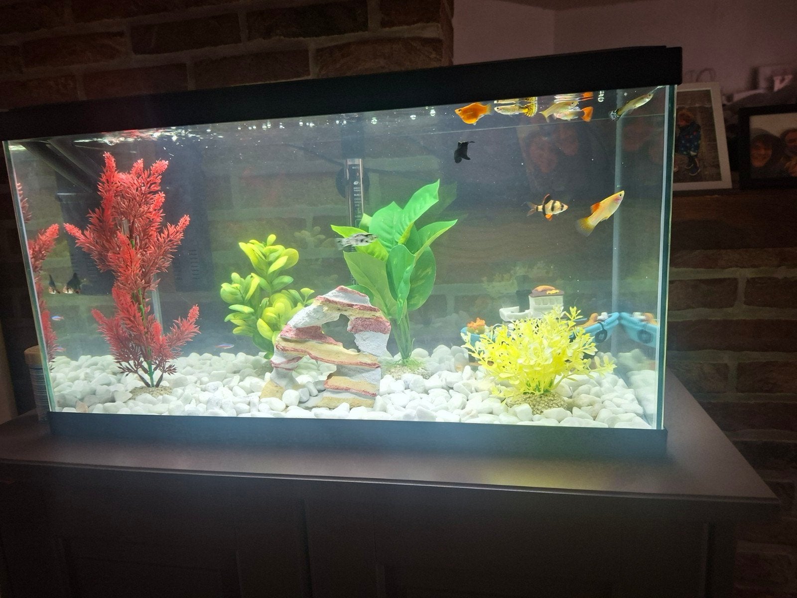visaqarium met visjes en eten, Ophalen, Inclusief toebehoren, Nieuw, Verlichting of Verwarming