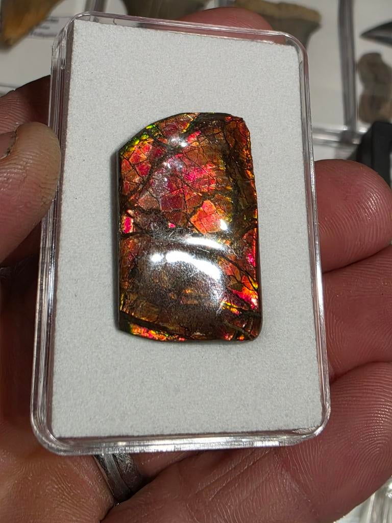 Zeer mooie zeldzame ammoliet ammoniet uit Canada. 3,2 cm., Verzamelen, Mineralen en Fossielen, Fossiel, Ophalen of Verzenden