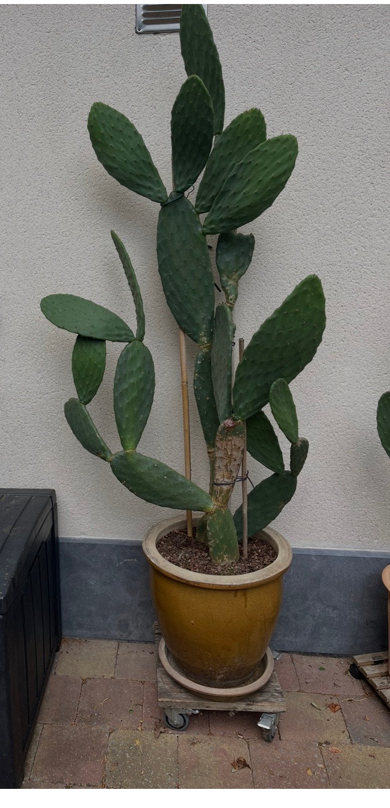 Cactus, Huis en Inrichting, Ophalen, Cactus
