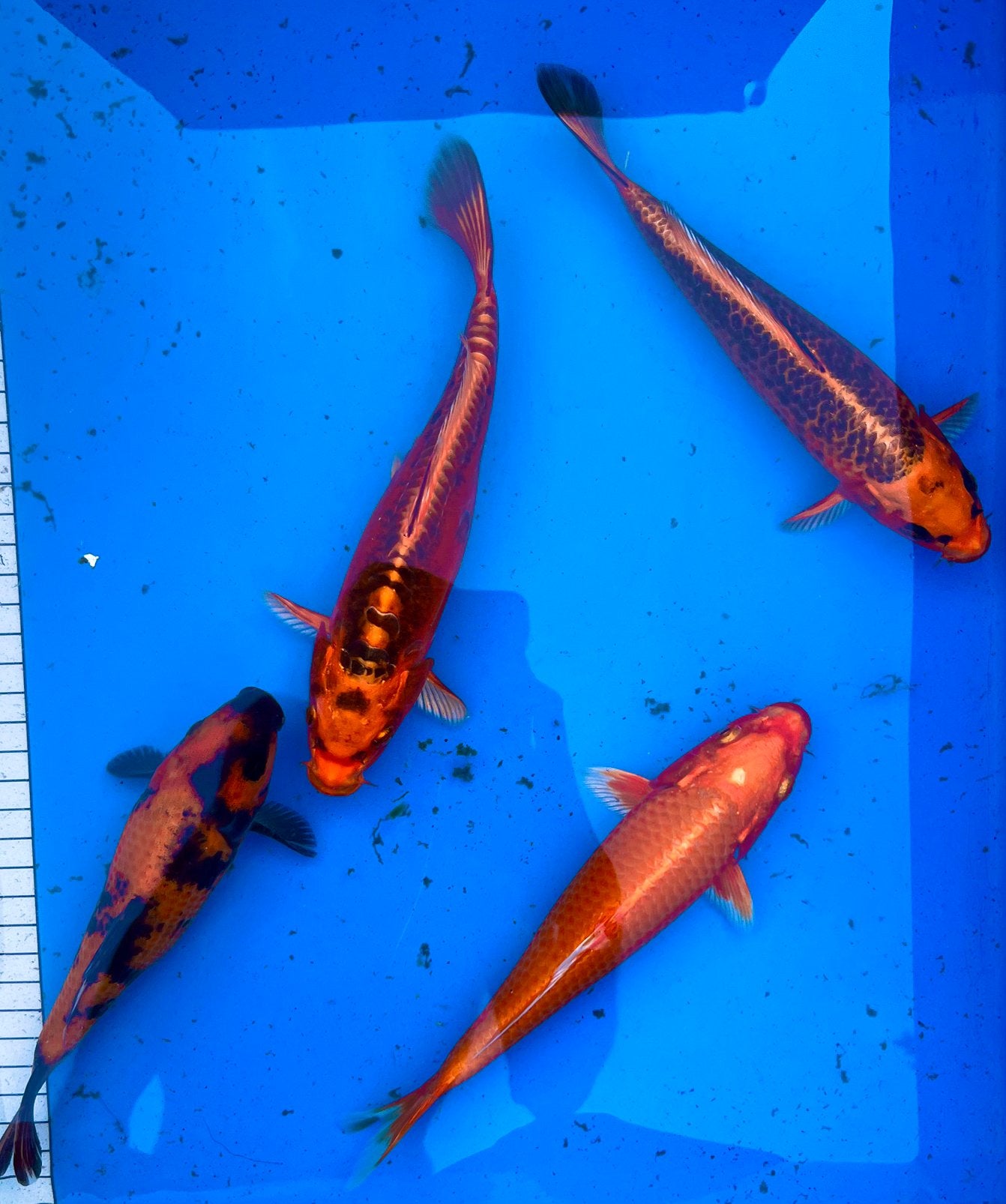 HQ Tosai 19-23cm, Karper of Koi