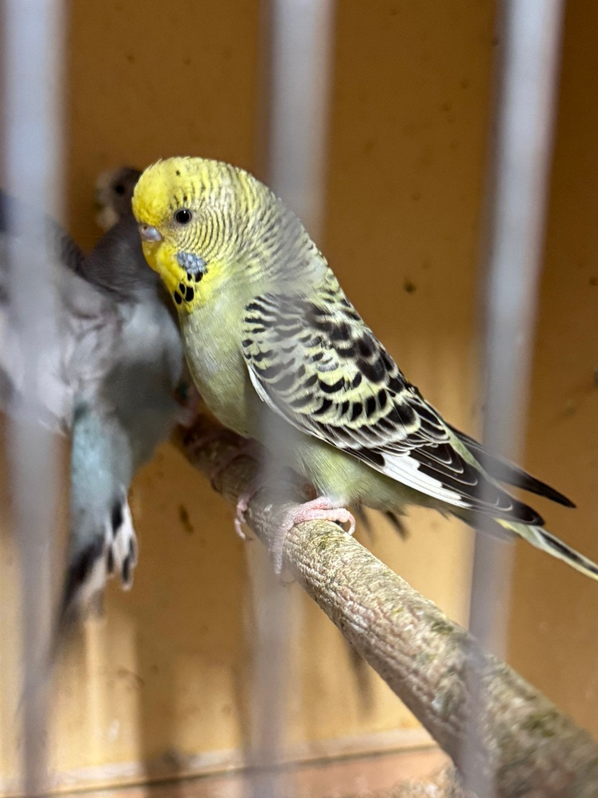 Grasparkieten, Dieren en Toebehoren