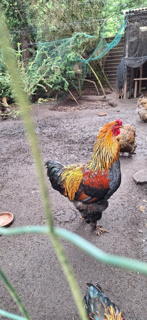 broedeieren brahma groothoenders, Animaux & Accessoires