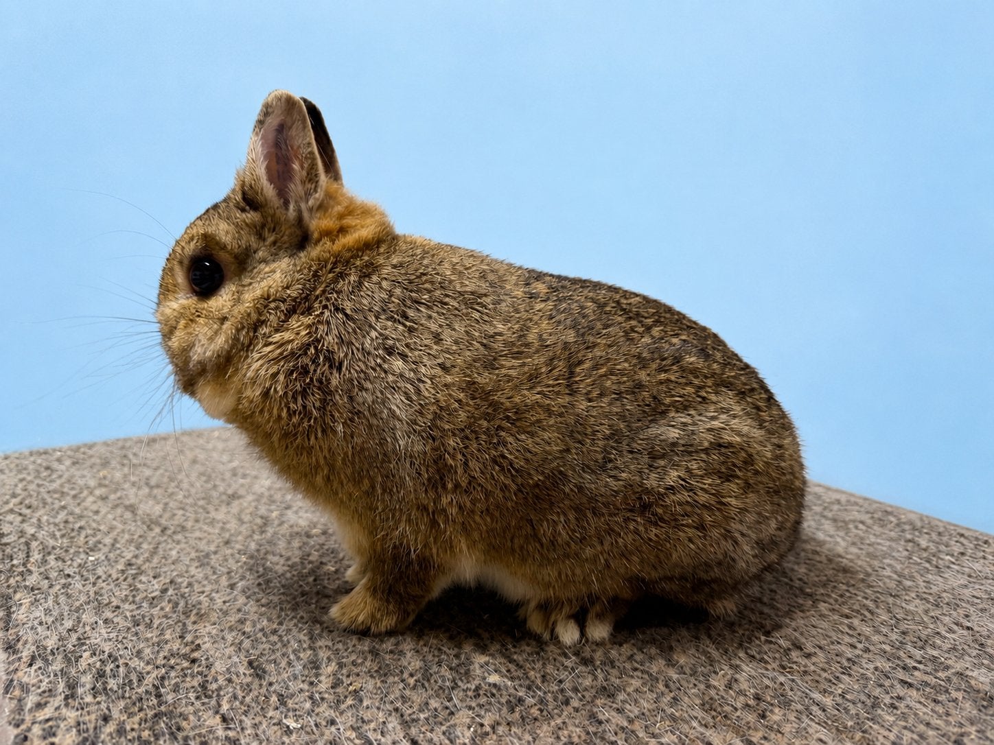Konijngrijze kleurdwerg ram, Dieren en Toebehoren