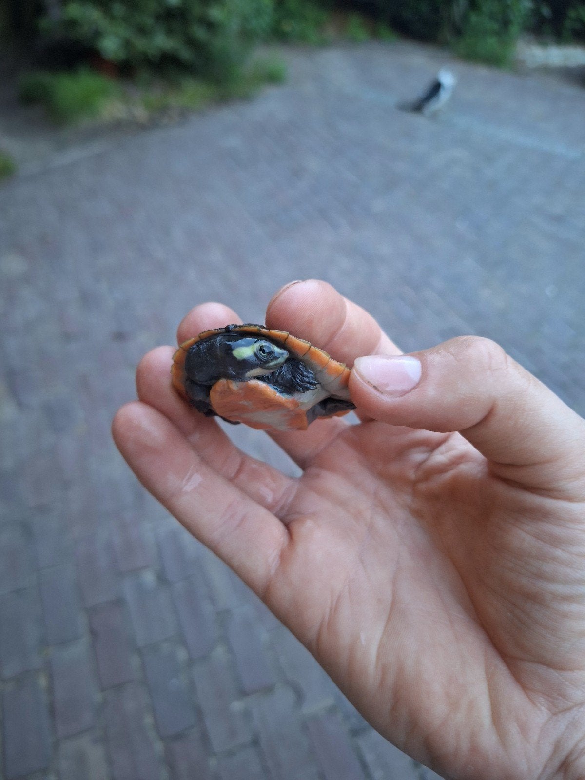 Baby rode waterschildpadden