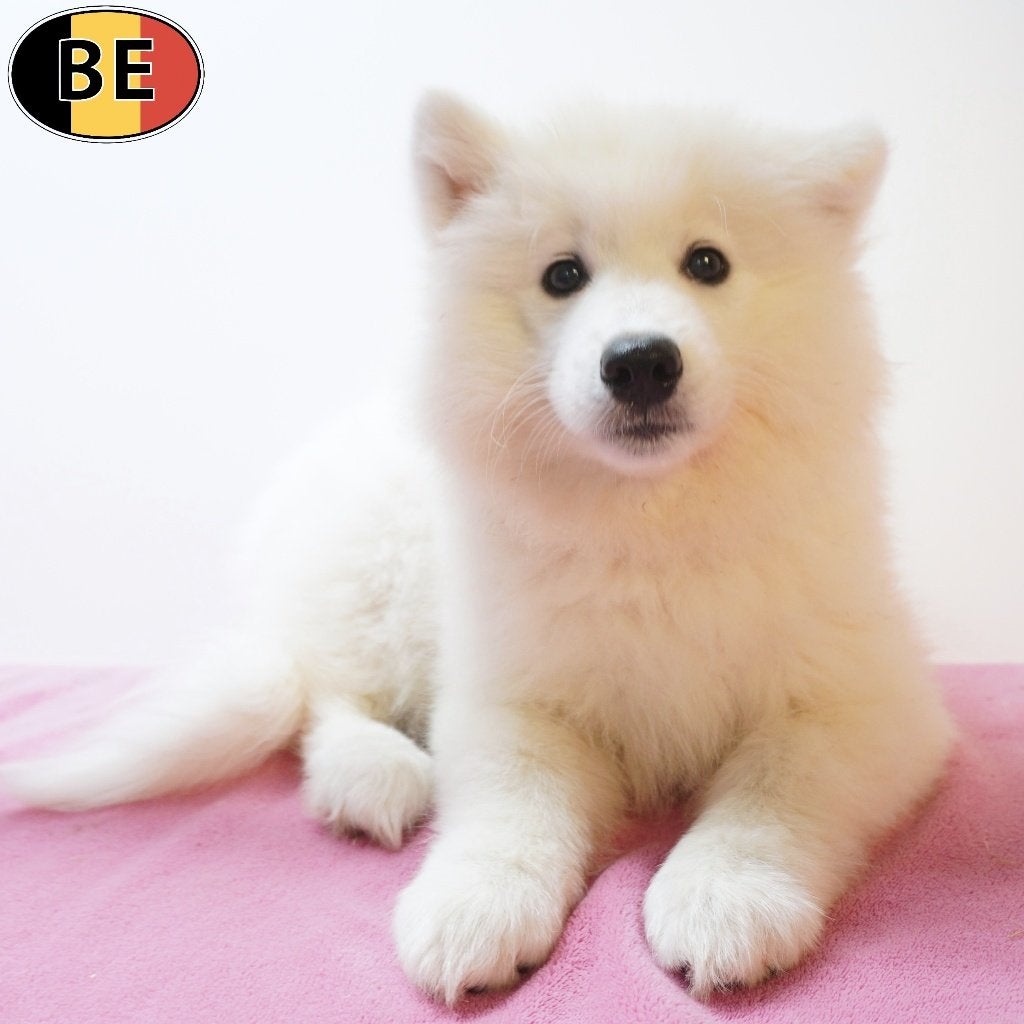 Samoyèdes (femelles) chiots belges à vendre, 15 semaines à 1 an, Commerçant, Maladie de Carré (chiens), Belgique