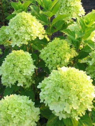 Hydrangea paniculata Limelight, Tuin en Terras, Ophalen