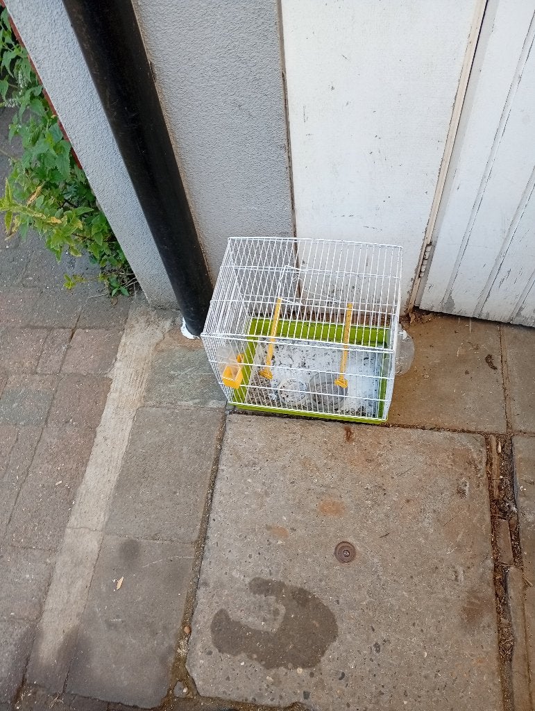 Klein vogelkooi, Dieren en Toebehoren, Ophalen, Zo goed als nieuw, Metaal, Vogelkooi