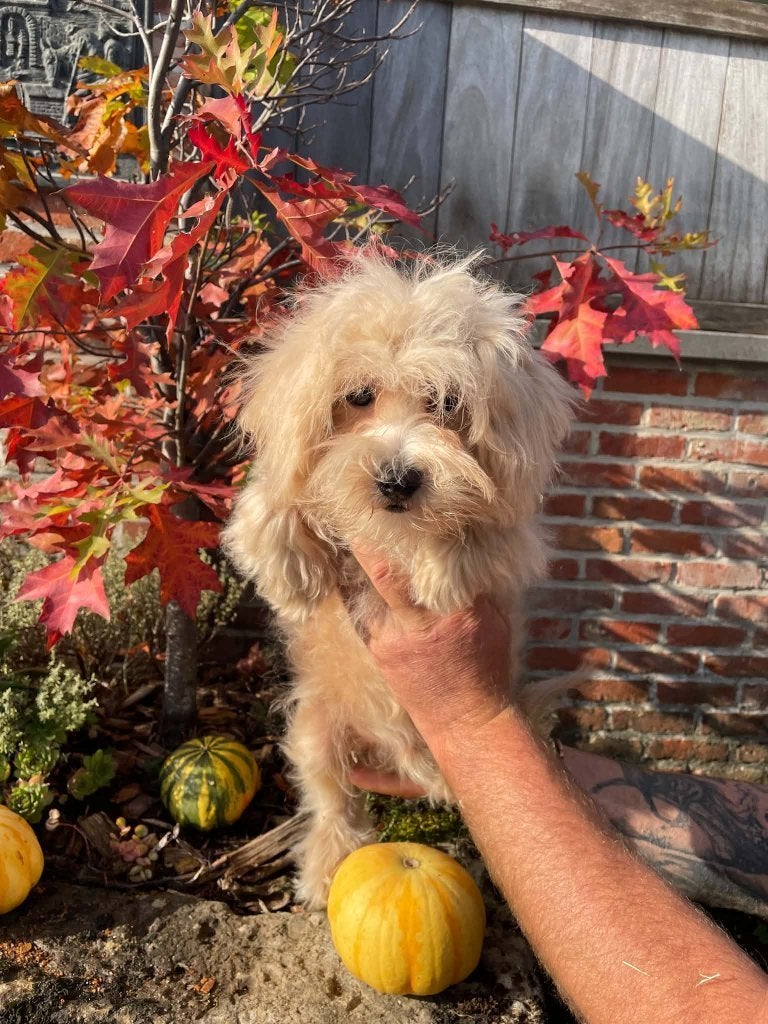 Chiot Maltipoo, 15 semaines à 1 an, Chien (mâle), Maladie de Carré (chiens), Autres races
