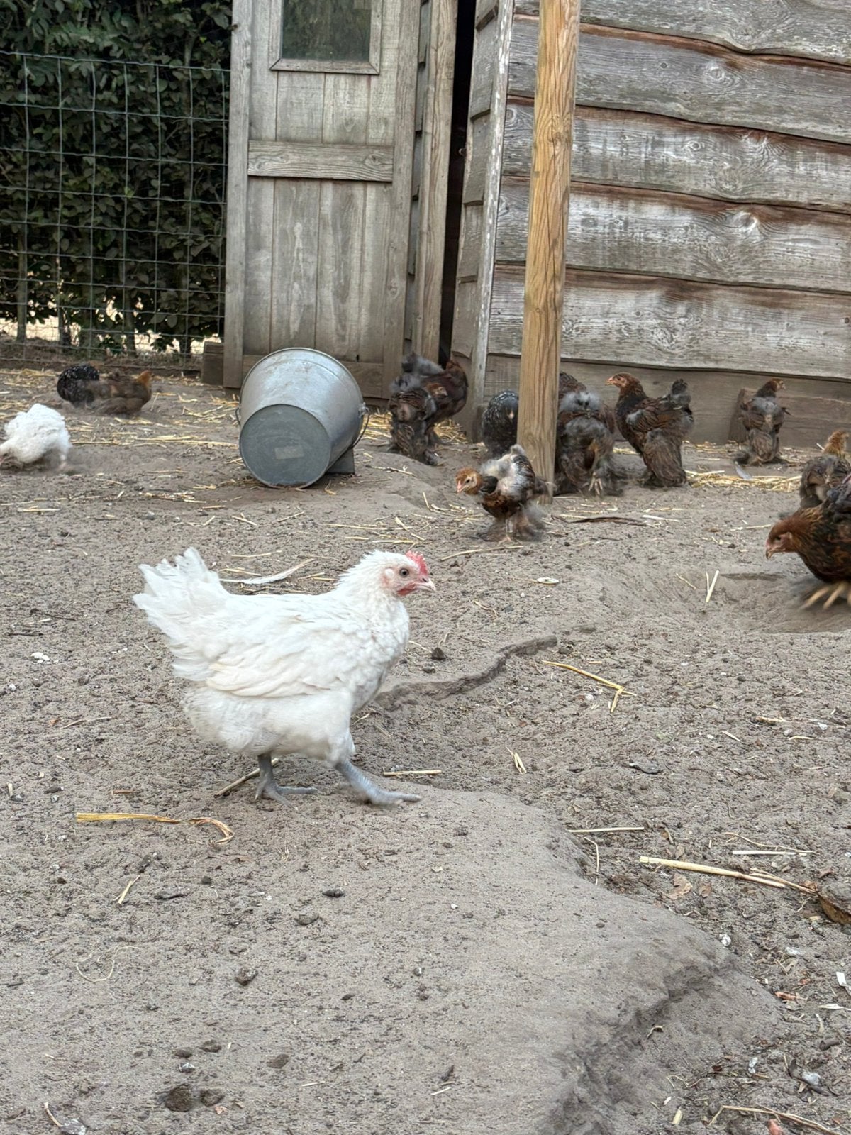 Jong poules de bresse haantje, Dieren en Toebehoren, Pluimvee