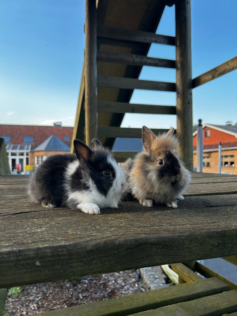 Dwergkonijnen, Meerdere dieren, Dwerg, 0 tot 2 jaar