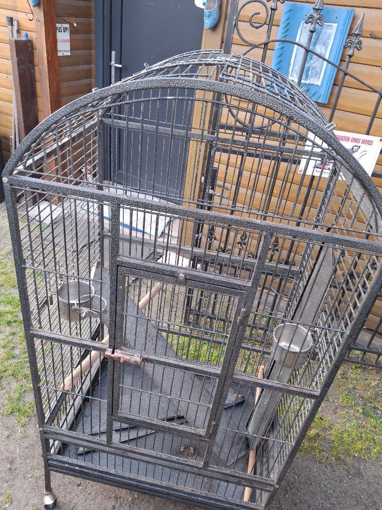 Te koop, Papegaai