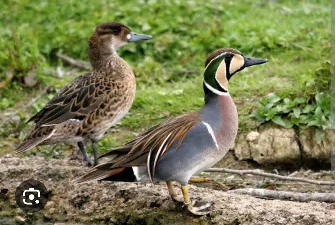 baikaltaling. kaneeltaling. carolina eend, Dieren en Toebehoren, Pluimvee, Eend