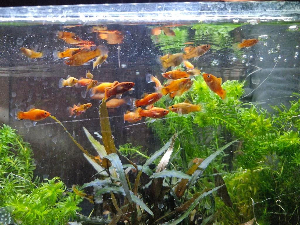 Récupère poisson, plantes, aquarium et accessoires