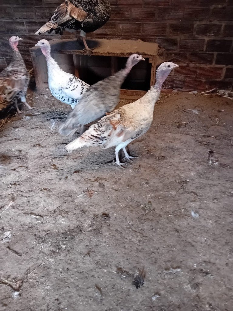 8 kalkoen hennen, Dieren en Toebehoren, Pluimvee, Vrouwelijk, Kalkoen