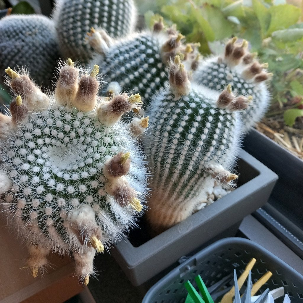 5 cactussen, Maison & Meubles, Plantes d'intérieur, Cactus, Moins de 100 cm, Plante à fleurs, Plein soleil, Enlèvement