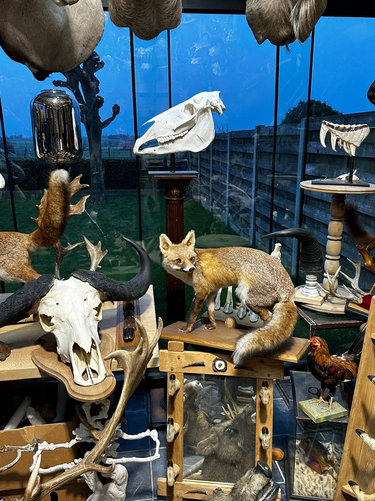 Te koop opgezette dieren, Enlèvement