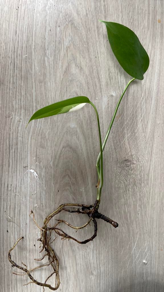 Monstera Variegata, Ophalen