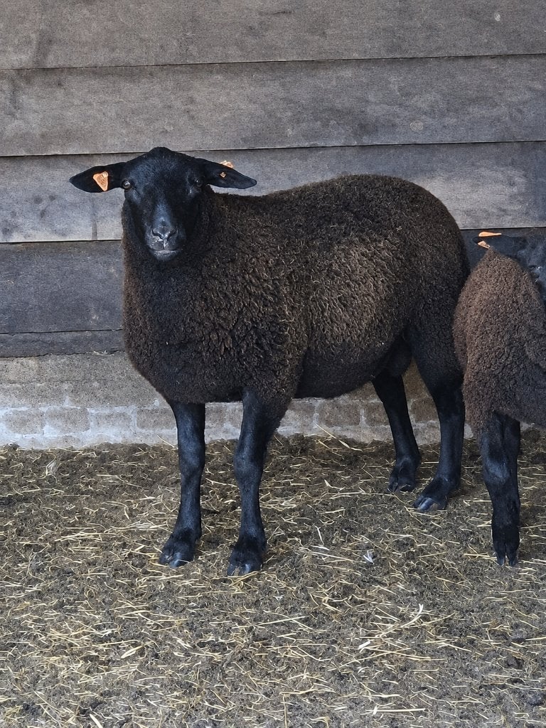 te koop bokje, Dieren en Toebehoren, Schapen, Geiten en Varkens, Mannelijk, Schaap, 0 tot 2 jaar