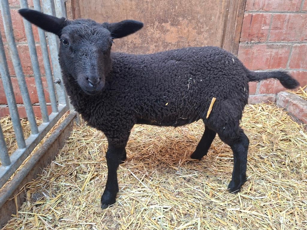 Fles lam, Vrouwelijk, Schaap, 0 tot 2 jaar