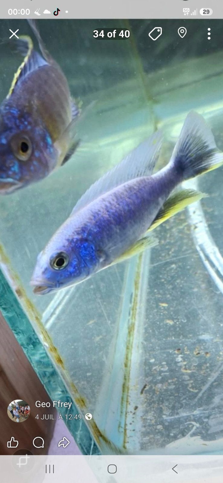 Cichlides malawi couple / trio sciaenochromis frery ice berg