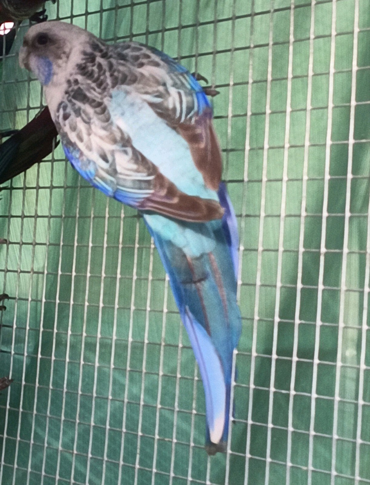 Rosella koppel