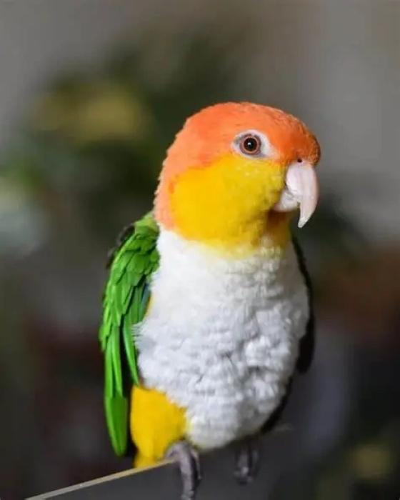 Caïque tête orange femelle, Animaux & Accessoires, Oiseaux | Perruches & Perroquets, Femelle