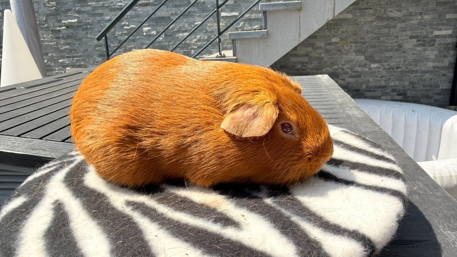 Cavia, volwassen mannelijke kortharige cavia, Cavia, Mannelijk, Januari, Tam