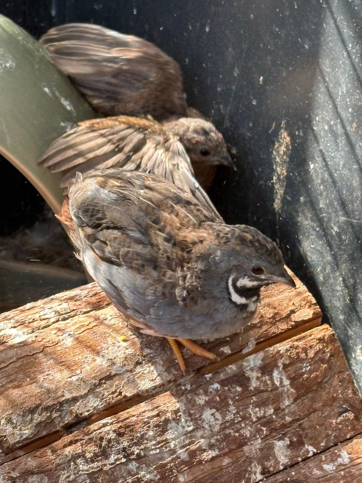 2 koppels natuurbroed Chinese kwartels, Dieren en Toebehoren, Vogels | Overige Vogels, Meerdere dieren