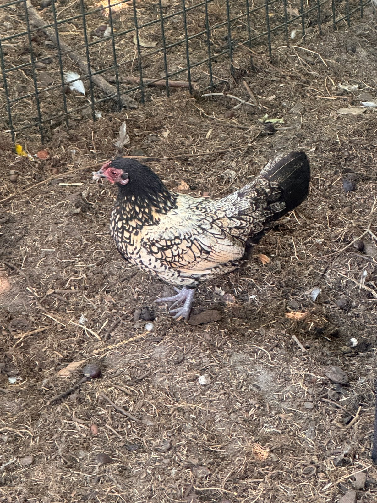 7 kippen verschillende rassen, Poule ou poulet