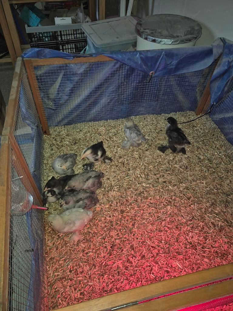 Brahma kuikens  bijna 4 weken, Dieren en Toebehoren, Pluimvee