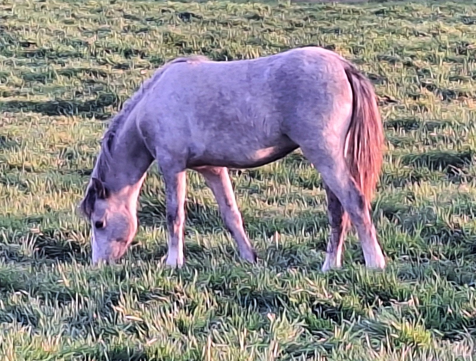 Heel mooie welsh sectie B jaarling merrie, Dieren en Toebehoren, Pony's, Merrie, Onbeleerd, C pony (1.27m tot 1.37m), 0 tot 2 jaar