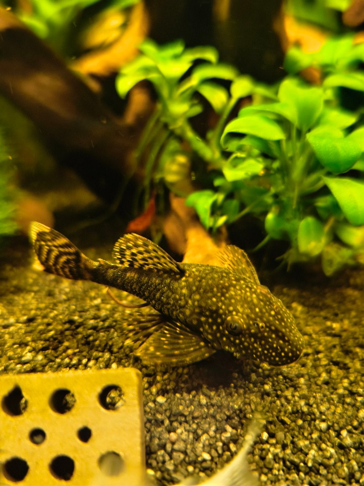 Mini ancistrus., Animaux & Accessoires, Poisson, Poisson d'eau douce