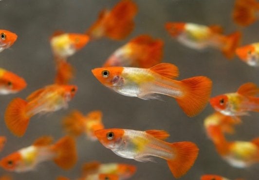 Guppies à casquette rouge, Poisson, Poisson d'eau douce, Banc de poissons
