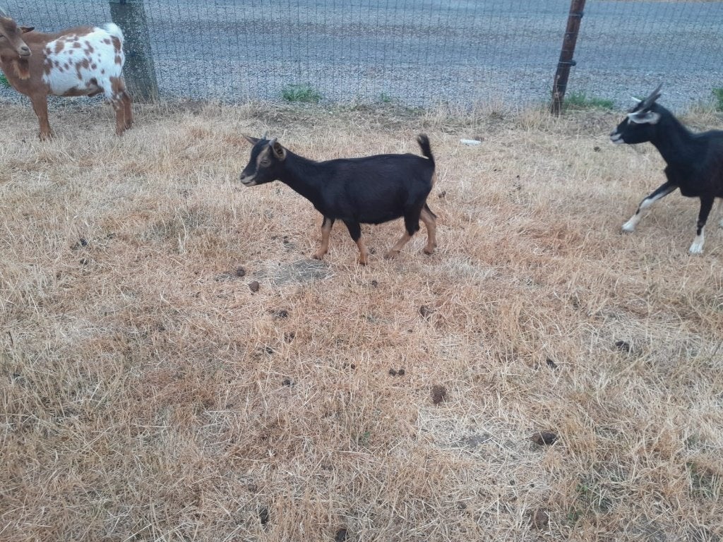 Dwerggeitjes, miekes te koop, Dieren en Toebehoren, Vrouwelijk, Geit, 0 tot 2 jaar